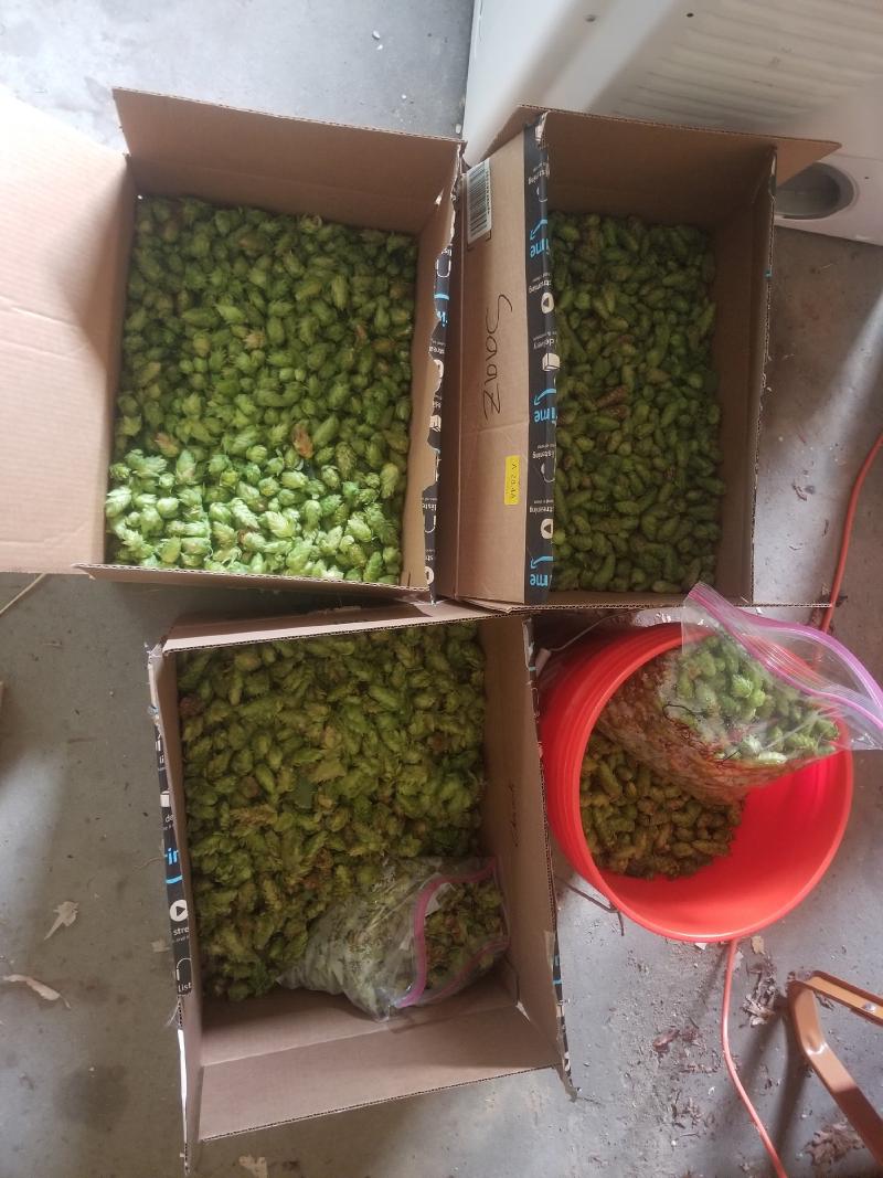 Hop harvest